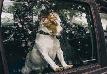 Sad dog waits in a locked car for its owners