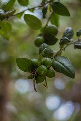 HERMOSAS FLORES DE PRIMAVERA