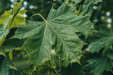 One beatiful big green wet leaf of maple in rainy spring weather. Closeup