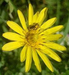 Bee on yellow flower in the garden