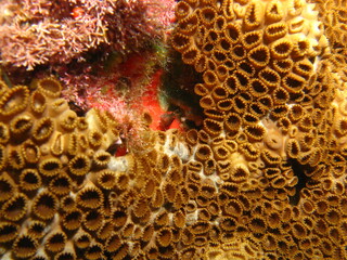 Tropical sea fan coral reef and fishes, marine life.