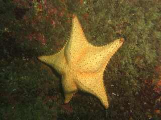 beautiful star under the sea, marine life