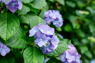 日本の宮城県仙台市「資福寺」に咲く美しい紫陽花