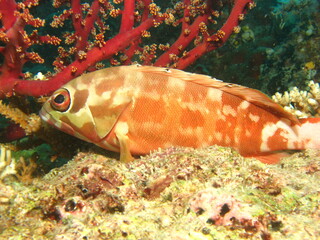 beautiful colorful fish under the sea, marine life