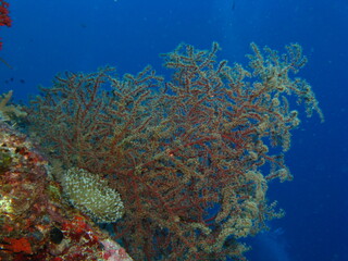Fototapeta na wymiar beautiful aquatic plant under the sea, marine life