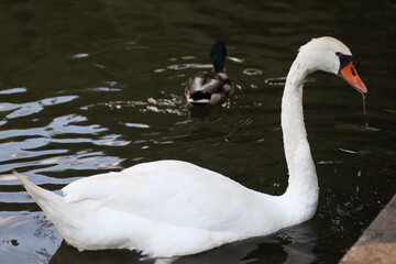 swans on the lake