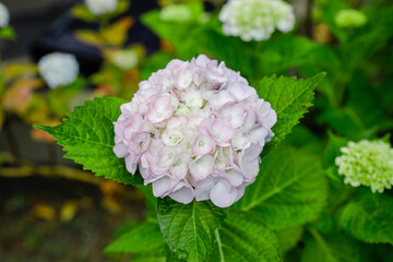 日本の宮城県仙台市「資福寺」に咲く美しい紫陽花