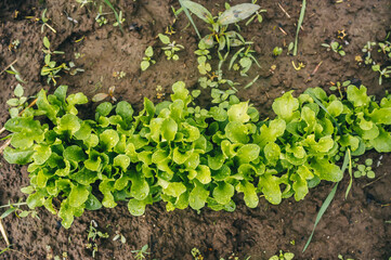 Organic radish sprouts in the vegetable garden