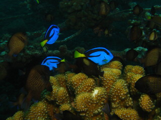 Fototapeta na wymiar beautiful colorful fish under the sea, marine life