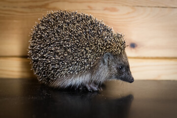 A wild animal on the floor. A small, spiky, clean, little hedgehog.  