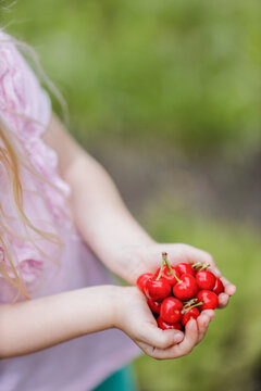 Closeup of a little blond girl holding cherries in her hands