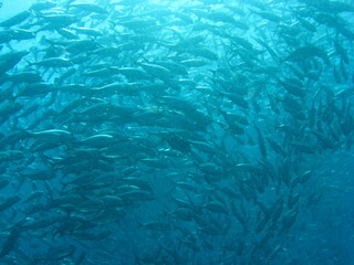beautiful colorful fish under the sea, marine life