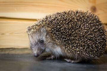 A wild animal on the floor. A small, spiky, clean, little hedgehog.  
