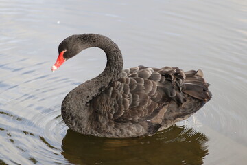 black swan on the lake