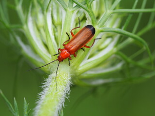 Roter Weichkäfer (Rhagonycha fulva) auf Pflanzen