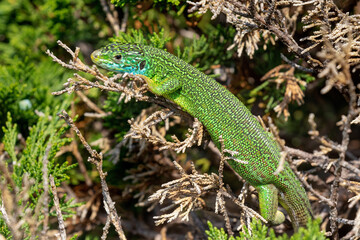 Naklejka na ściany i meble European green lizard (Lacerta viridis) in the grass, Velebit mountain, Croatia