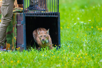 The Eurasian lynx (Lynx lynx) in Velebit Nature Park © Goran