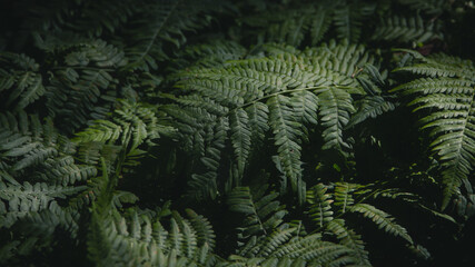 Fototapeta na wymiar Fern leaf background. Fern in the woods