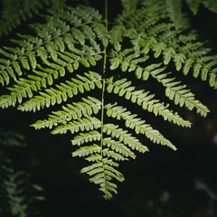 Beautiful fern leaf in the forest on a sunny day