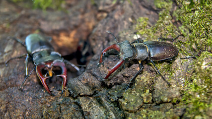 A pair of European stag beetle Lucanus cervus on a tree