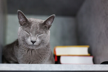 Russian blue breed cat sleeps near the books. Gray background, a beautiful blue-gray kitten with short fur. Cat and relax.
