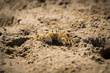 A small wild crab on the beach near desert in United Arabian Emirates is looking for food. Small pretty crab.