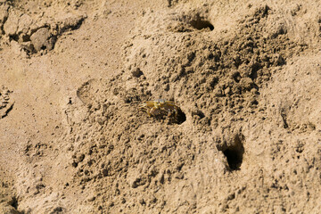 Small wild crab on the beach in United Arabian Emirates. Gold sand, sun light, crab burrows. Distance view on wild crab. 