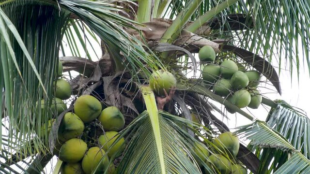 Hand from behind leaves, twisting and picking a fresh coconut from the top of a tree