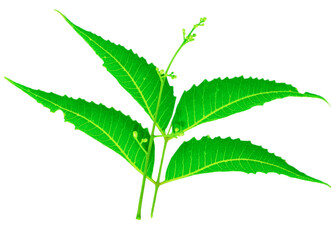 neem leaves and flowers