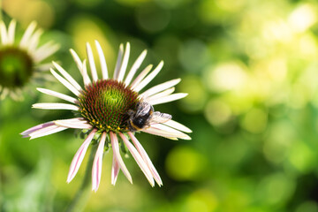 White coneflower in the meadow. ( Echinacea ).