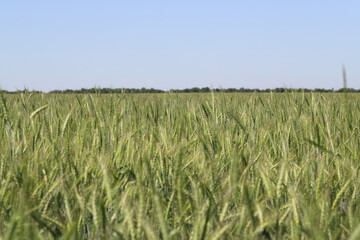 field sown with rye will soon ripen sky field-reading Russian nature