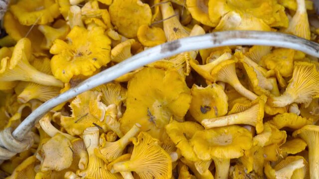 Top view of a variety of raw forest mushrooms in a wicker basket, 360-degree rotation. Chanterelle mushrooms,