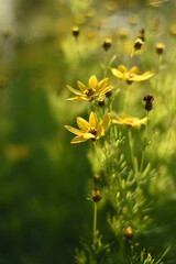 Blühendes Mädchenauge