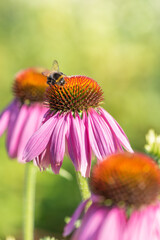 Purple coneflower in the meadow. ( Echinacea purpurea ).