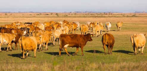 Herd of cows is grazing in the steppe of Hungary in Hortobagy outdoor.