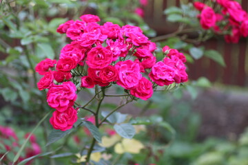 pink flowers in the garden