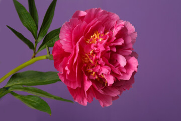 Bright pink peony flower isolated on purple background.