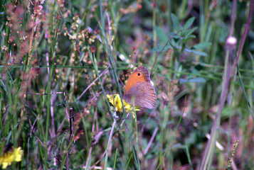 przestrojnik jurtina