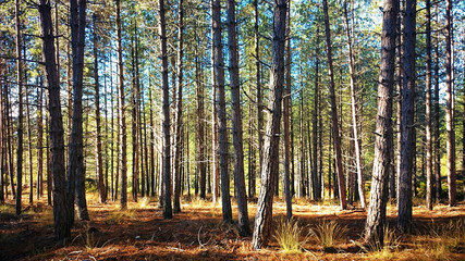 Obraz premium Pine forest in Montalegre, Portugal