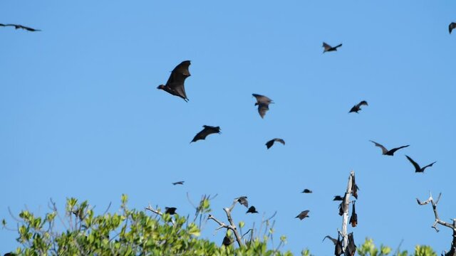Pan across mangrove trees with flying foxes flying above them (slow motion)
