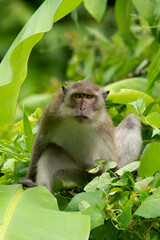 Young male Crab-eating macaque climbing banana tree