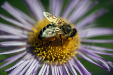 bee on flower, nacka, stockholm, sweden, sverige