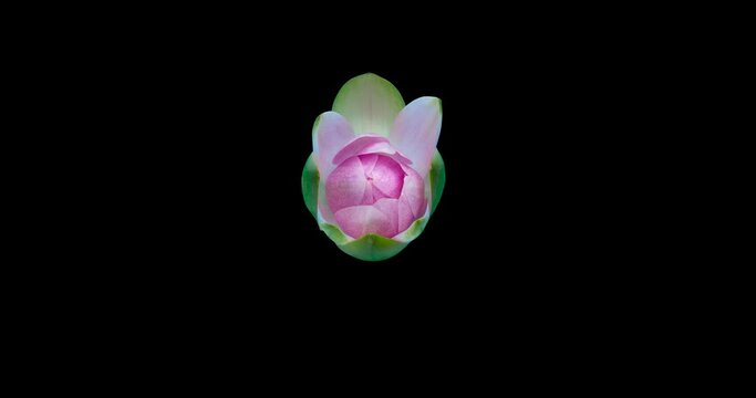 4k Time lapse of waterlily flower blossoming,alpha channel
