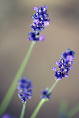 close up of a blue flower, lavendel, nacka, stockholm, sweden, sverige