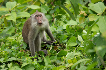 Female Crab-eating macaque sitting on top of the bush