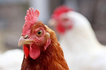 Chicken on the farm, poultry concept. Angry brown hen looking at camera