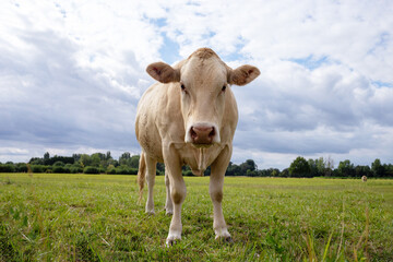 red cow looks into camera, over summer grassland with cloudy sky