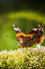 Fototapeta na wymiar Closeup of Vanessa atalanta, the red admiral or, the red admirable butterfly on flower