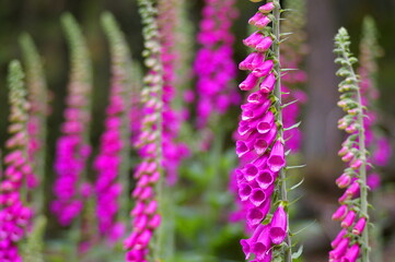 Digitalis Foxglove