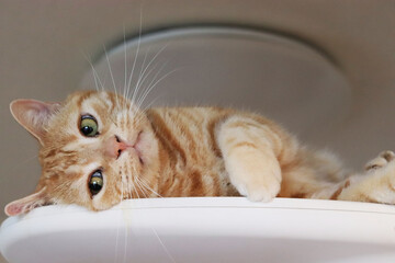 流し目で下を見る猫アメリカンショートヘア
Sexy cat american shorthair.